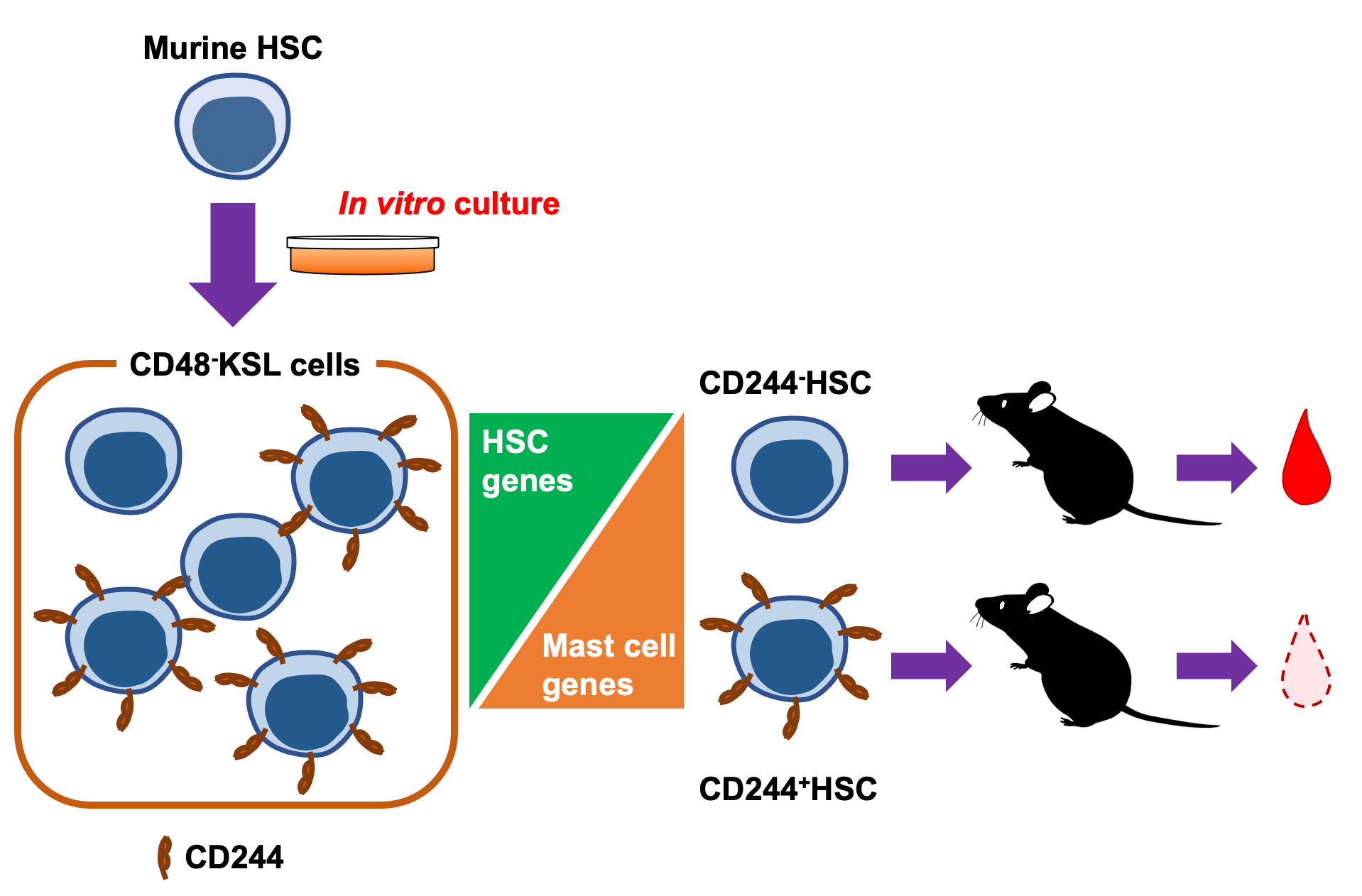 cd244 t cells